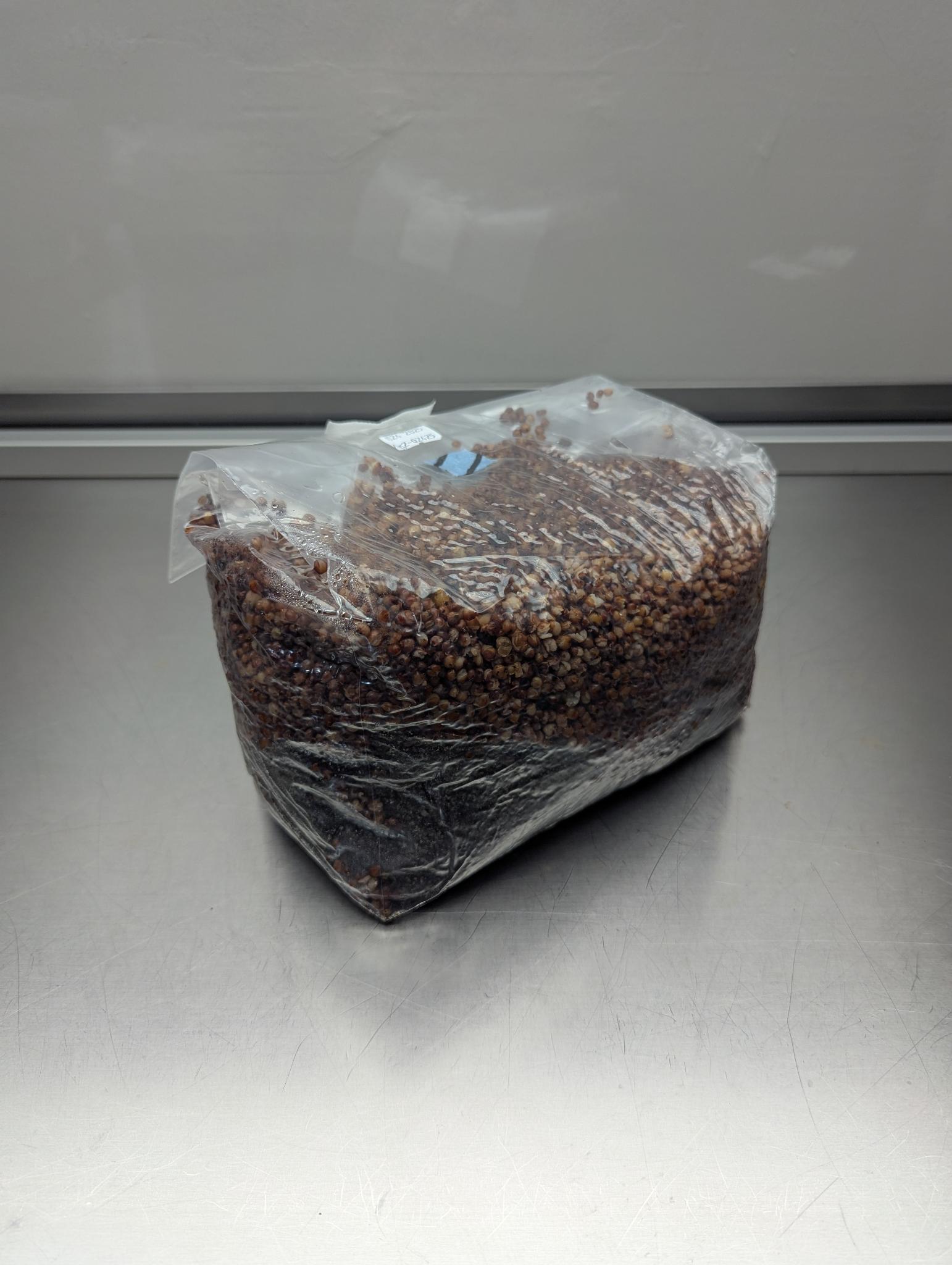 6lb all-in-one mushroom grow bag with coco coir substrate and milo sorghum grain