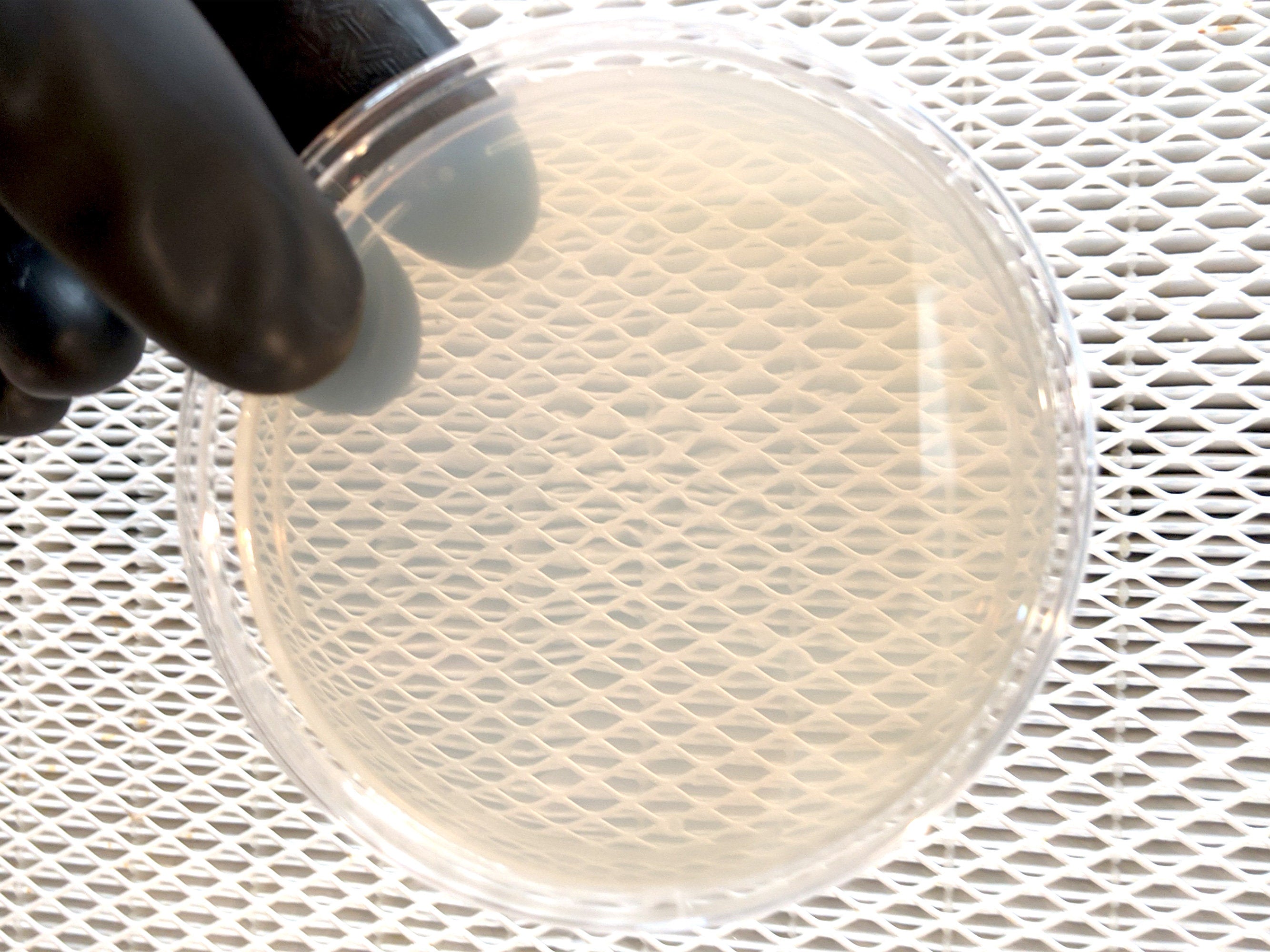 Ppotato dextrose agar petri dish