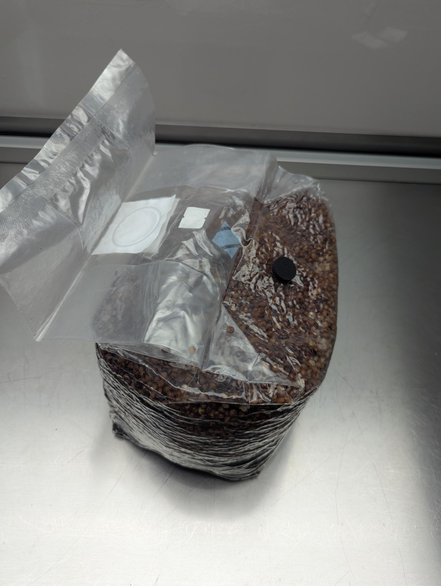 6lb all-in-one mushroom grow bag with coco coir substrate and milo sorghum grain