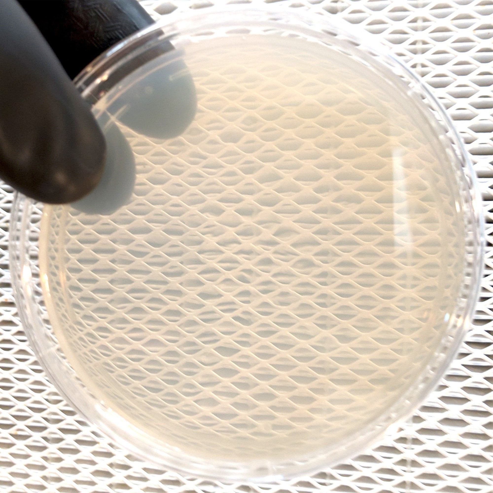 Sorghum nutrient agar petri dish